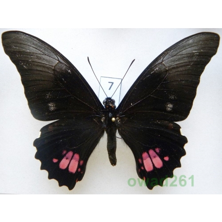 Papilio anchisiades Esper, 1788 Peru 92mm7